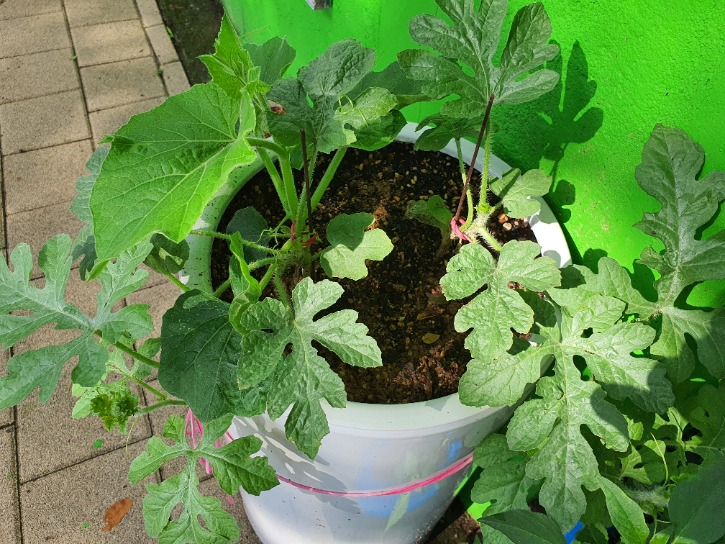 KakaoTalk_20210521_135226453_02.jpg